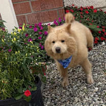 Thumbnail photo of Soju #3