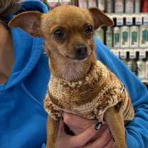 Thumbnail photo of Brownie #2