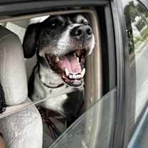 Thumbnail photo of Diamond #4