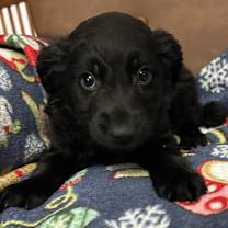 Thumbnail photo of Kiss #3