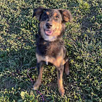 Thumbnail photo of Thor #1