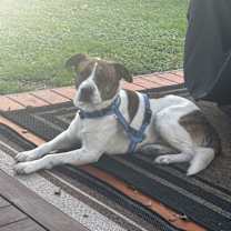 Thumbnail photo of Otis #1