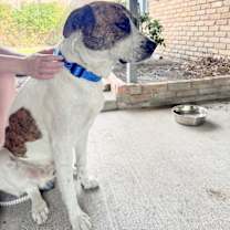 Thumbnail photo of Otis #2