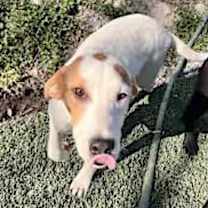 Thumbnail photo of Linus #1