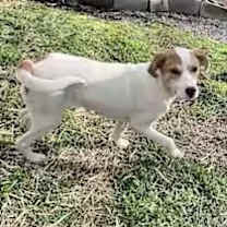 Thumbnail photo of Lyra #2