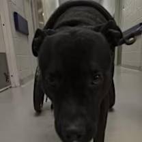 Thumbnail photo of Diesel #3