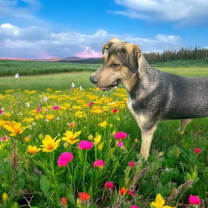 Thumbnail photo of Barnabas #1