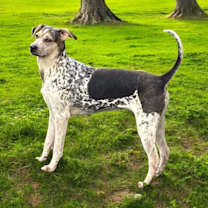 Thumbnail photo of Dainty #2