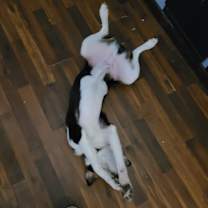 Thumbnail photo of Tux #4