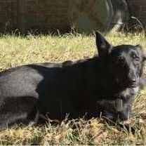 Thumbnail photo of Carrot #3