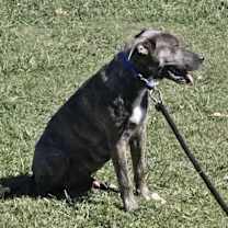 Thumbnail photo of Beignet #2