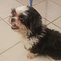 Thumbnail photo of Misha #2