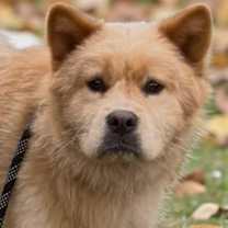 Thumbnail photo of Honey #1