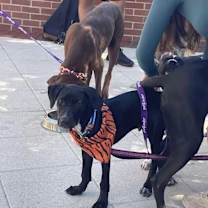 Thumbnail photo of Pavi #1