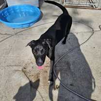 Thumbnail photo of Banjo #2