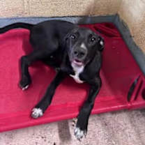 Thumbnail photo of Banjo #4