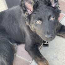 Thumbnail photo of Kola #1