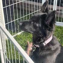 Thumbnail photo of Kola #2