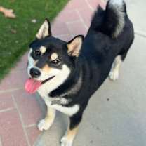 Thumbnail photo of Hana #2