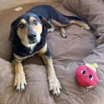 Thumbnail photo of Kobe #2