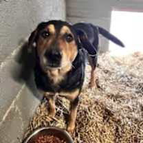 Thumbnail photo of Kobe #3