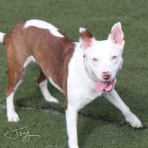 Thumbnail photo of Juniper the dog #3