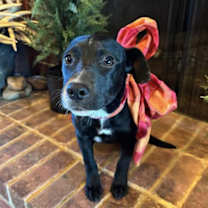 Thumbnail photo of Marley #4