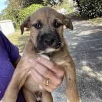 Thumbnail photo of Linguine #1