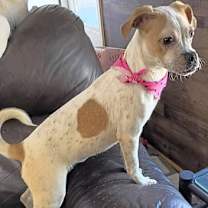 Thumbnail photo of Kyrie #2