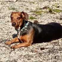 Thumbnail photo of Rosie #1