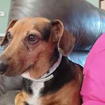 Thumbnail photo of Rosie #2