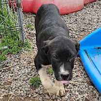 Thumbnail photo of Lyric #4