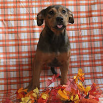 Thumbnail photo of Whimsy #1