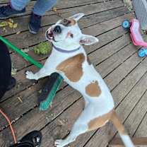 Thumbnail photo of Sassy #3