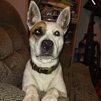 Thumbnail photo of Sassy #4