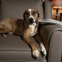 Thumbnail photo of Whiskey SOS>2 yr in rescue! #3