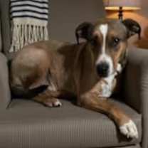 Thumbnail photo of Whiskey SOS>2 yr in rescue! #4