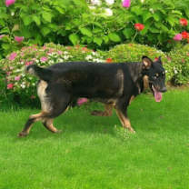 Thumbnail photo of Big Boy>1 yr in rescue! #1