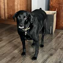 Thumbnail photo of Gordy #1