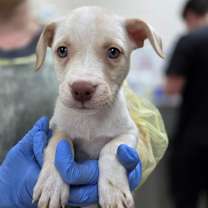 Thumbnail photo of Stubby #1