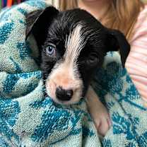 Thumbnail photo of Sausage-Swiper #2