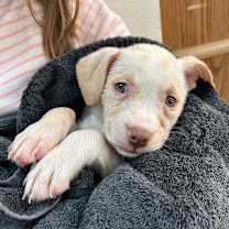 Thumbnail photo of Stubby #2