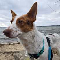 Thumbnail photo of Aspen #1