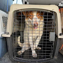 Thumbnail photo of Aspen #2