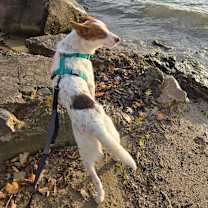 Thumbnail photo of Aspen #3