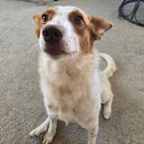 Thumbnail photo of Aspen #4