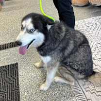 Thumbnail photo of Rein  #1