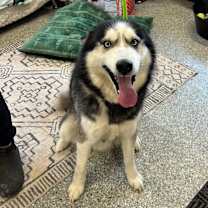 Thumbnail photo of Rein  #2