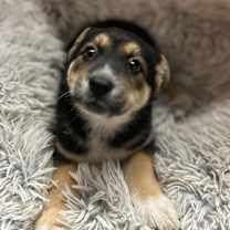 Thumbnail photo of MAX #2