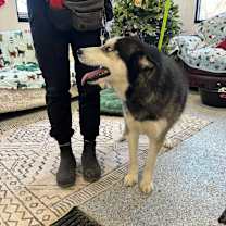 Thumbnail photo of Rein  #3